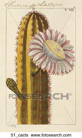 Stock Illustration - Antique Floral Illustration of a Cactus (hand-colored copper engraving)., 1821. Fotosearch