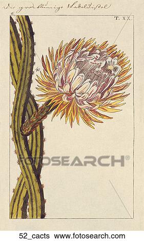 Stock Illustration - Antique Floral Illustration of a Cactus (hand-colored copper engraving)., 1821. Fotosearch