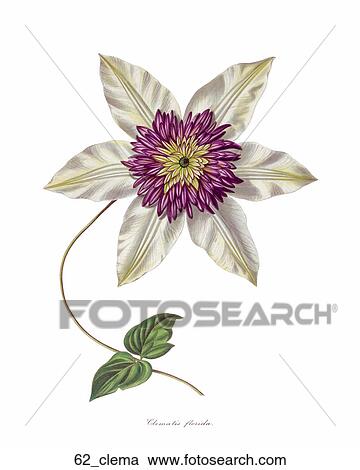 Clipart - Antique Floral Illustration of a Clemantis Florida (hand-colored engraving)., c. 1837. Fotosearch