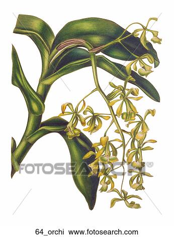 Drawing - Antique Floral Illustration of a Dancing Lady Orchid (hand-colored engraving)., 1837. Fotosearch