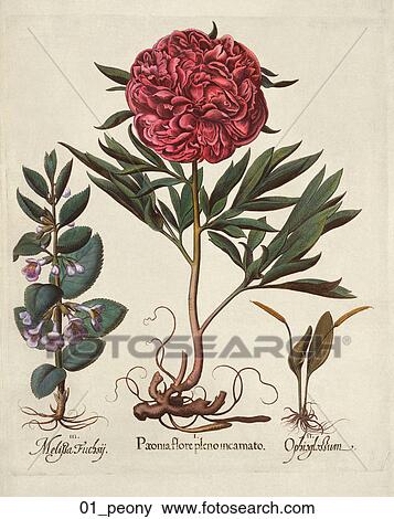 Stock Illustration - Antique Floral Illustration of a Red Peony (hand-colored engraving)., c. 1640. Fotosearch
