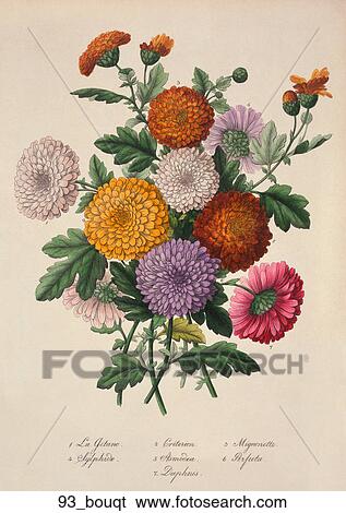 Antique Floral Illustration of a Bouquet of Chrysanthemums (hand-colored engraving)., c. 1870 View Large Illustration Stock Illustration - Antique Floral Illustration of a Bouquet of Chrysanthemums (hand-colored engraving)., c. 1870. Fotosearch