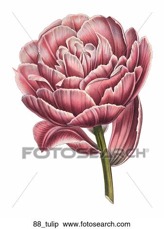 Stock Illustration - Antique Floral Illustration of a Tulip Flower (chromolithograph).,1857. Fotosearch