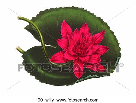 Stock Illustration - Antique Floral Illustration of a Water Lily (chromolithograph), 1855. Fotosearch