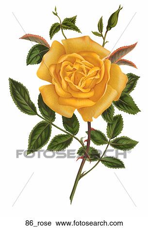 Antique Floral Illustration of a Yellow Rose (chromolithograph)., 1875 View Large Illustration Clip Art - Antique Floral Illustration of a Yellow Rose (chromolithograph)., 1875. Fotosearch