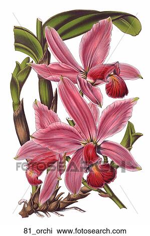Drawing - Antique Floral Illustration of an Orchid (chromolithograph)., 1847. Fotosearch