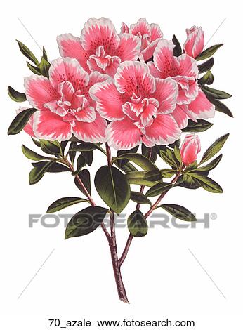 Antique Floral Illustration of Azalea (chromolithograph)., c. 1870 View Large Illustration Clip Art - Antique Floral Illustration of Azalea (chromolithograph)., c. 1870. Fotosearch