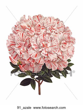 Antique Floral Illustration of Azalea (chromolithograph)., 1880 View Large Illustration Clip Art - Antique Floral Illustration of Azalea (chromolithograph)., 1880. Fotosearch