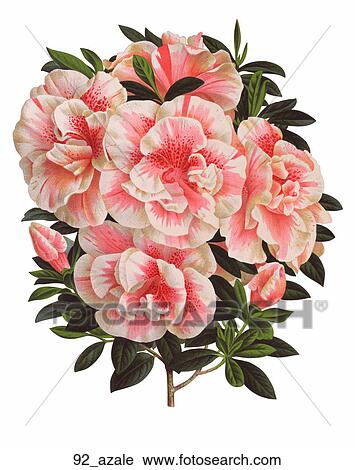 Antique Floral Illustration of Azalea (chromolithograph)., 1884 View Large Illustration Clip Art - Antique Floral Illustration of Azalea (chromolithograph)., 1884. Fotosearch