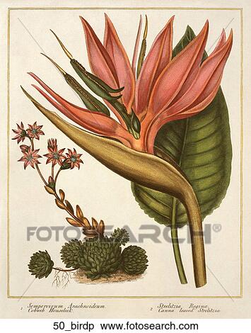 Antique Floral Illustration of Bird of Paradise (hand-colored copper engraving)., 1806 View Large Illustration Stock Illustration - Antique Floral Illustration of Bird of Paradise (hand-colored copper engraving)., 1806. Fotosearch