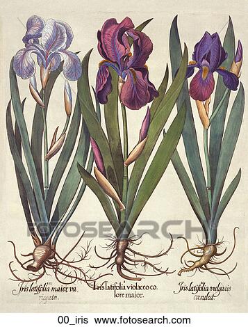 Stock Illustration - Antique Floral Illustration of Blue Irises (hand-colored engraving)., c. 1640. Fotosearch