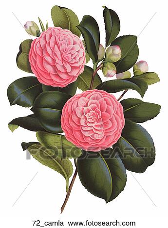 Antique Floral Illustration of Camellia (chromolithograph)., 1880 View Large Illustration Clipart - Antique Floral Illustration of Camellia (chromolithograph)., 1880. Fotosearch