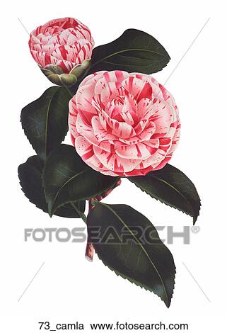 Antique Floral Illustration of Camellia (chromolithograph)., c. 1879 View Large Illustration Clipart - Antique Floral Illustration of Camellia (chromolithograph)., c. 1879. Fotosearch