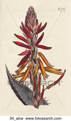 Clip Art - Antique Floral Illustration of Soft-Spined Aloe (hand-colored copper engraving)., 1804. Fotosearch