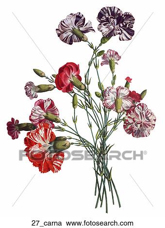 Antique Floral Illustration of Carnations (color stipple engraving)., 1804 View Large Illustration Clipart - Antique Floral Illustration of Carnations (color stipple engraving)., 1804. Fotosearch