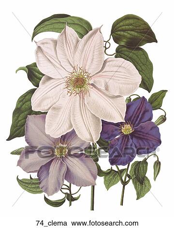 Antique Floral Illustration of Clemantis (chromolithograph)., c. 1870 View Large Illustration Clipart - Antique Floral Illustration of Clemantis (chromolithograph)., c. 1870. Fotosearch