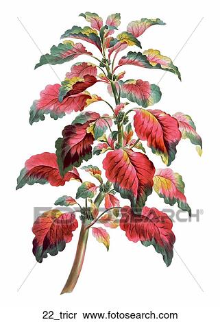 Stock Illustration - Antique Floral Illustration of Coleus (hand-colored engraving)., 1793. Fotosearch