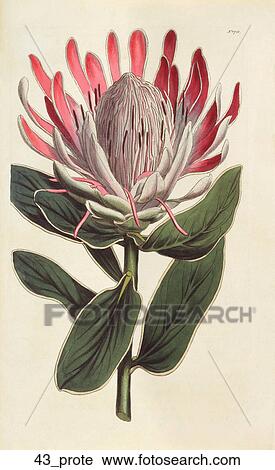 Antique Floral Illustration of Crowned Flowered Protea (hand-colored copper engraving)., 1815 View Large Illustration Clip Art - Antique Floral Illustration of Crowned Flowered Protea (hand-colored copper engraving)., 1815. Fotosearch