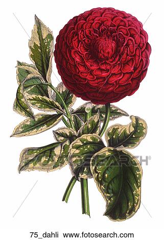 Antique Floral Illustration of Dahlia (chromolithograph)., c. 1857 View Large Illustration Drawing - Antique Floral Illustration of Dahlia (chromolithograph)., c. 1857. Fotosearch