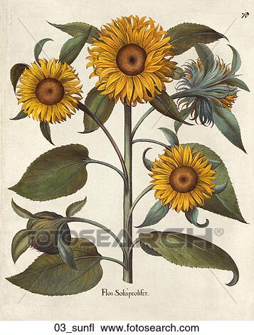 Antique Floral Illustration of Sunflower (hand-colored engraving)., c. 1640 View Large Illustration Drawing - Antique Floral Illustration of Sunflower (hand-colored engraving)., c. 1640. Fotosearch