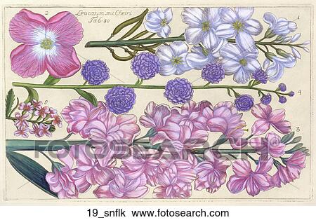 Antique Floral Illustration of Snowflake Flowers (hand-colored engraving)., 1768 View Large Illustration Drawing - Antique Floral Illustration of Snowflake Flowers (hand-colored engraving)., 1768. Fotosearch