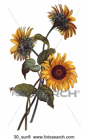 Antique Floral Illustration of Sunflowers (color stipple engraving)., 1804 View Large Illustration Drawing - Antique Floral Illustration of Sunflowers (color stipple engraving)., 1804. Fotosearch