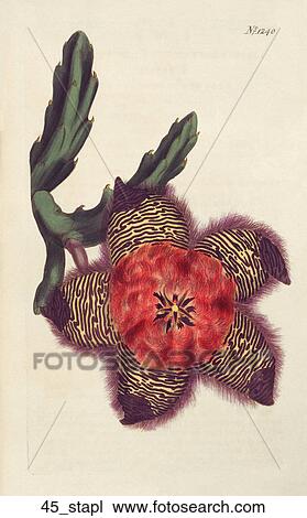 Drawing - Antique Floral Illustration of Cushioned Stapelia (hand-colored copper engraving)., 1809. Fotosearch