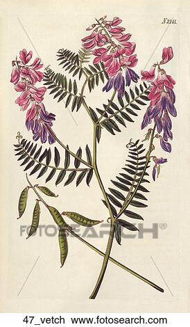 Drawing - Antique Floral Illustration of Fine-Leaved Vetch (hand-colored copper engraving)., 1820. Fotosearch