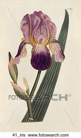 Stock Illustration - Antique Floral Illustration of Elder Scented Iris (hand-colored copper engraving)., 1792. Fotosearch