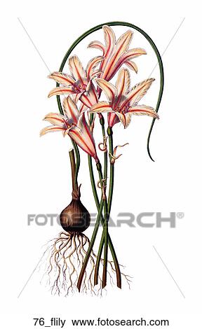 Antique Floral Illustration of Fire Lily (chromolithograph).,1857 View Large Illustration Stock Illustration - Antique Floral Illustration of Fire Lily (chromolithograph).,1857. Fotosearch