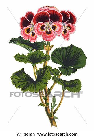 Antique Floral Illustration of Geranium (chromolithograph)., c. 1870 View Large Illustration Stock Illustration - Antique Floral Illustration of Geranium (chromolithograph)., c. 1870. Fotosearch