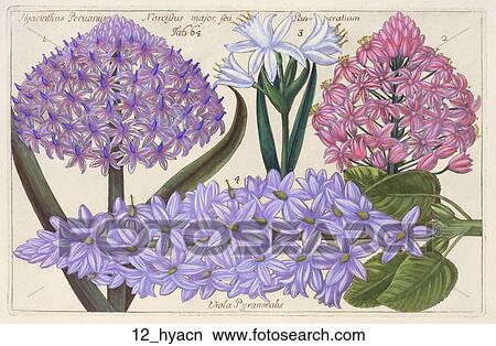 Stock Illustration - Antique Floral Illustration of Hyacinth Blooms (hand-colored engraving)., 1768. Fotosearch