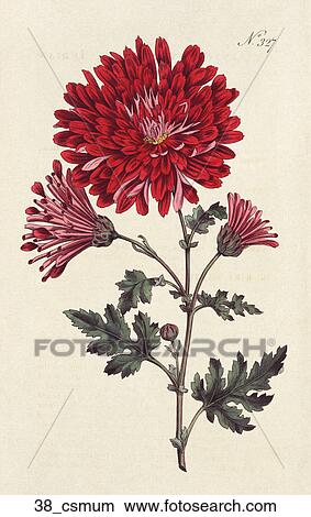 Stock Illustration - Antique Floral Illustration of Indian Chrysanthemum (hand-colored copper engraving)., 1796. Fotosearch