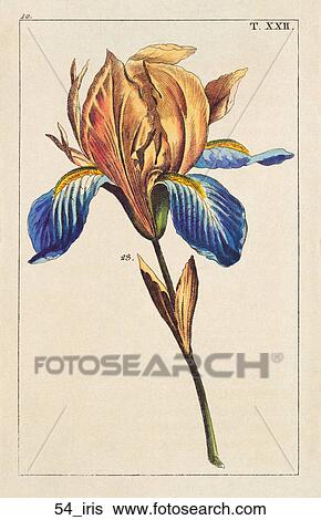 Antique Floral Illustration of Iris (hand-colored copper engraving)., 1821 View Large Illustration Stock Illustration - Antique Floral Illustration of Iris (hand-colored copper engraving)., 1821. Fotosearch