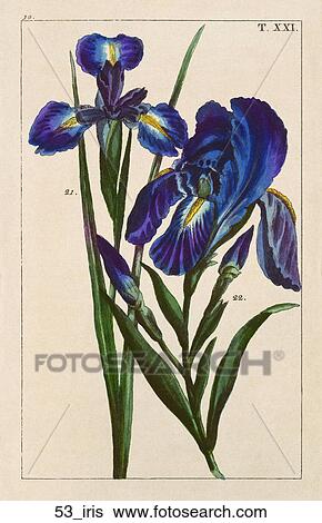 Stock Illustration - Antique Floral Illustration of Irises (hand-colored copper engraving)., 1821. Fotosearch
