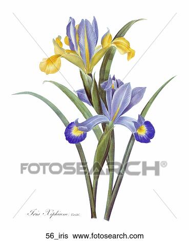 Antique Floral Illustration of Irises (hand-colored engraving)., 1827 View Large Illustration Stock Illustration - Antique Floral Illustration of Irises (hand-colored engraving)., 1827. Fotosearch