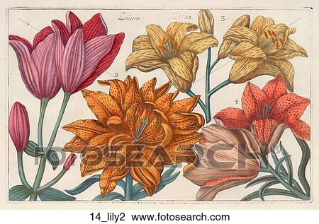 Drawing - Antique Floral Illustration of Lilies (hand-colored engraving)., 1768. Fotosearch