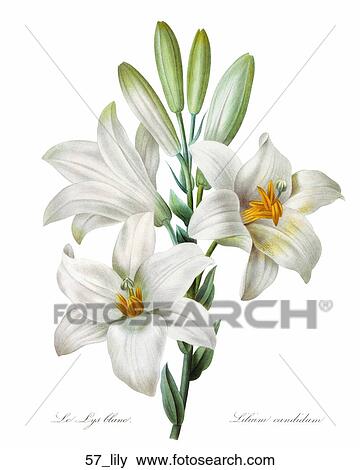 Stock Illustration - Antique Floral Illustration of Lilies (hand-colored engraving)., 1827. Fotosearch