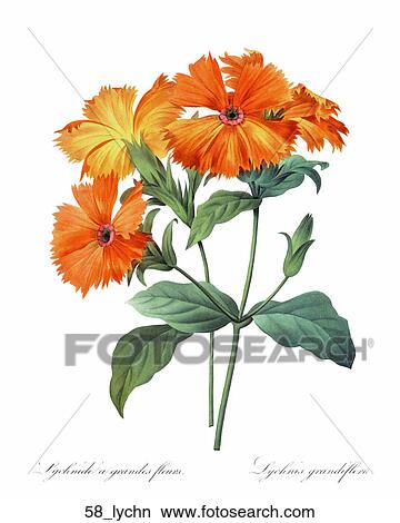 Stock Illustration - Antique Floral Illustration of Lychnis (hand-colored engraving)., 1827. Fotosearch