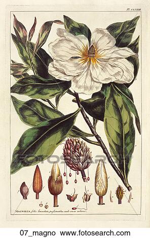Antique Floral Illustration of Magnolia (hand-colored engraving)., 1757 View Large Illustration Stock Illustration - Antique Floral Illustration of Magnolia (hand-colored engraving)., 1757. Fotosearch