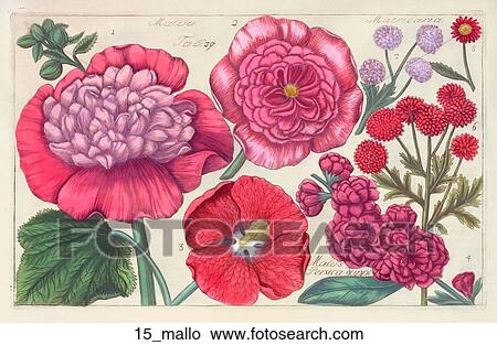 Stock Illustration - Antique Floral Illustration of Mallow, Chamomile and Crabapple (hand-colored engraving)., 1768. Fotosearch