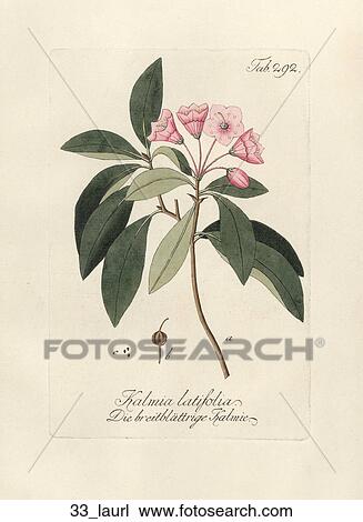 Antique Floral Illustration of Mountain Laurel (hand-colored copper engraving)., 1792-1804 View Large Illustration Drawing - Antique Floral Illustration of Mountain Laurel (hand-colored copper engraving)., 1792-1804. Fotosearch