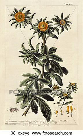 Clip Art - Antique Floral Illustration of Oxeye (hand-colored engraving).,1758. Fotosearch