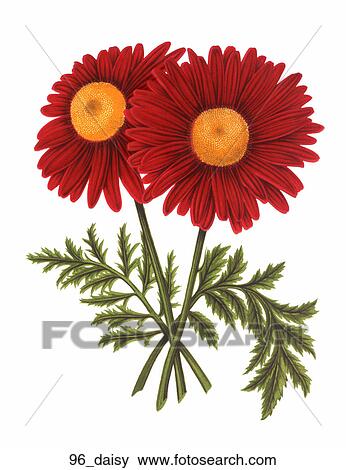 Antique Floral Illustration of Painted Daisies (chromolithograph)., 1869 View Large Illustration Stock Illustration - Antique Floral Illustration of Painted Daisies (chromolithograph)., 1869. Fotosearch