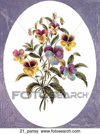 Antique Floral Illustration of Pansies (hand-colored engraving).,1793 View Large Illustration Stock Illustration - Antique Floral Illustration of Pansies (hand-colored engraving).,1793. Fotosearch