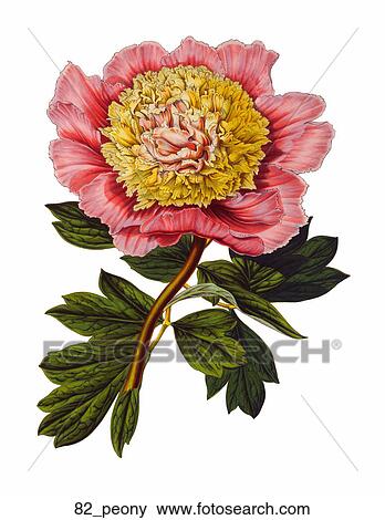 Stock Illustration - Antique Floral Illustration of Peony (chromolithograph)., c. 1870. Fotosearch