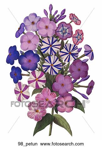 Antique Floral Illustration of Petunia Bouquet (hand-colored engraving)., 1853 View Large Illustration Stock Illustration - Antique Floral Illustration of Petunia Bouquet (hand-colored engraving)., 1853. Fotosearch