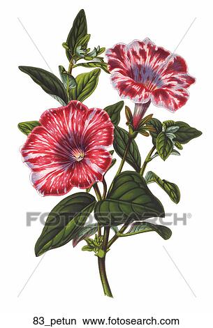 Antique Floral Illustration of Petunias (chromolithograph)., 1854 View Large Illustration Stock Illustration - Antique Floral Illustration of Petunias (chromolithograph)., 1854. Fotosearch