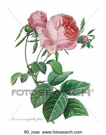 Antique Floral Illustration of Pink Roses (hand-colored engraving)., 1827 View Large Illustration Clip Art - Antique Floral Illustration of Pink Roses (hand-colored engraving)., 1827. Fotosearch