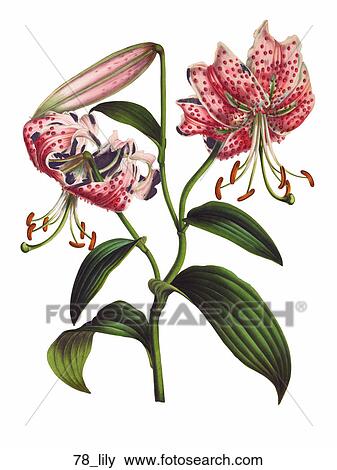 Stock Illustration - Antique Floral Illustration of Pink Lilies (chromolithograph)., 1847. Fotosearch